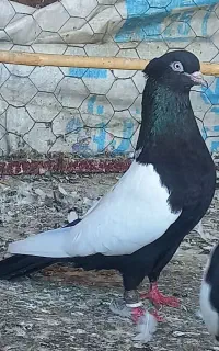 سینه سیاه معاوضه