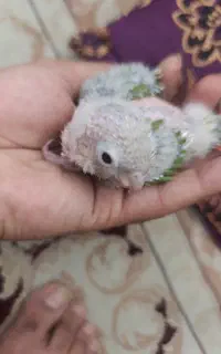 پرنده گرنچیک