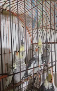 عروس هلندی سالم و سرحال