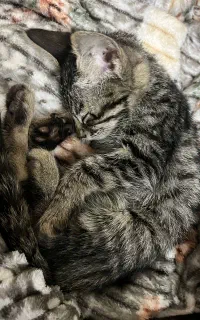 واگذاری گربه دی اس اچ