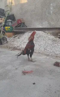خروس لاری