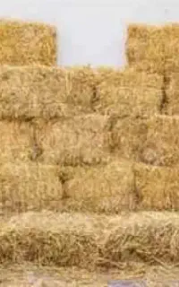 پرس گندم