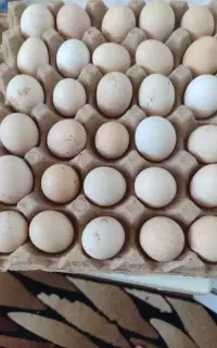 تخم مرغ رسمی