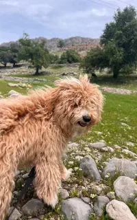حیوان خانگی