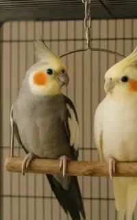 پیدا شده عروس هلندی