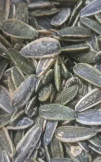 تخمه درجه یک