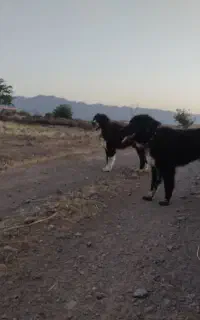 سگ جفت خرسی فروشی