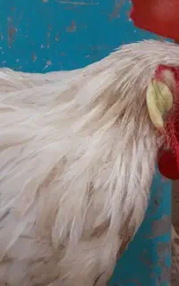خروس
