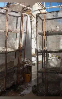 فروش یک عدد جفتگاه