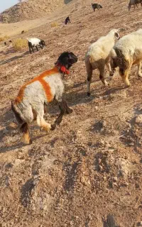 کاوه قوچ بختیاری
