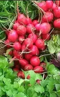 فروشنده سبزی ترجیحا باسابقه
