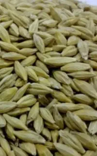 جو ماهور