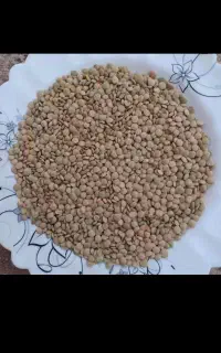 عدس ارگانیک
