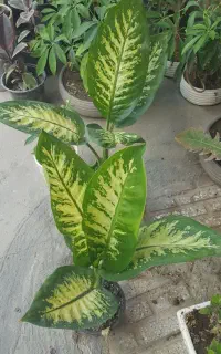 حراج گل و گلدون ۱۰۰ الی ۳۰۰