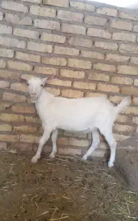 ۲ عدد بزغاله نر سانن اصل  و  دورگ پاکستانی