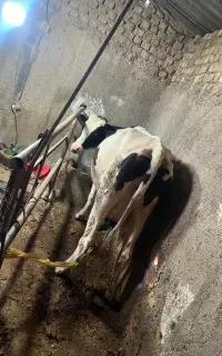 یک راس گاو شیری با گوساله
