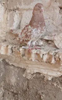 ۶ عدد کفتر رنگی دوری