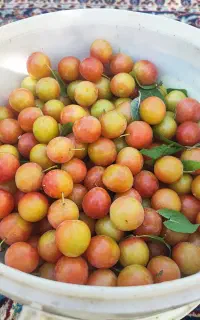 آلو،واس خشک کردن