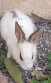 خرگوش ماده