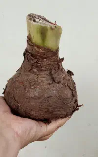 پیاز آماریلیس