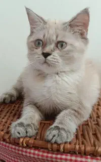 گربه ها