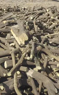 فروش و خرید انواع چوب پرتقالی گریپ فرود و نارنج ..