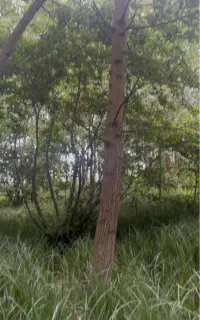 خریدار باغ چوب صنوبر و جنگلی و میوه ای‌