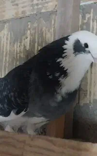 کبوتر معاوضه