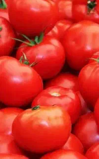 گوجه درجه یک