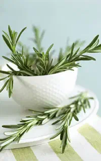 پی دی اف کتاب  قدیمی اصل  گیاه درمانی