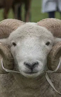 گوسفند زنده در شهر رشت