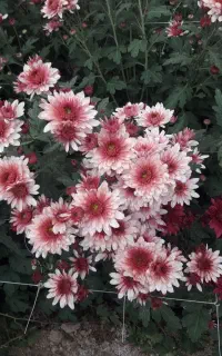 گل داودی تازه وغنچه بار