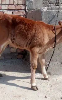 گوساله ماده
