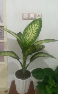 گل و گیاه طبیعی