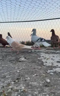 جوجه