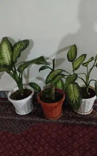 گل دیفن بزرگ و پاجوش