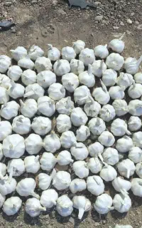خریدوفروش سیر بصورت عمده وجزیی
