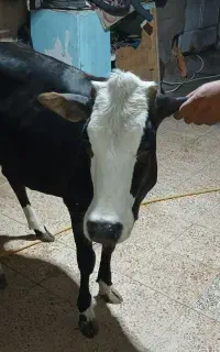 کوت سیدصالح
