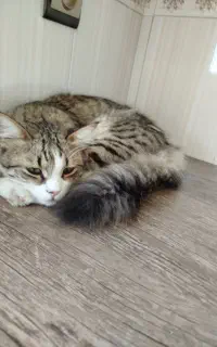 گربه گمشده نر