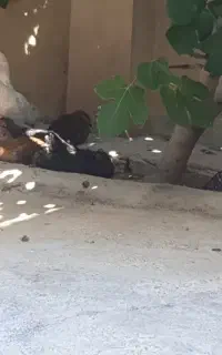 مرغ
