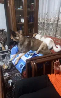 واگزاریه سگ جرمن شپرد شو لاین