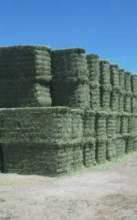 یونجه چین دوم