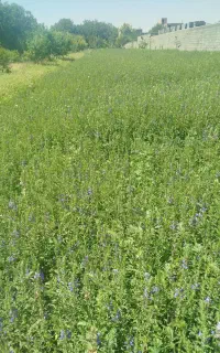 بادرشبی،بادرنجبی،بادرنجبویه