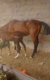 اسب