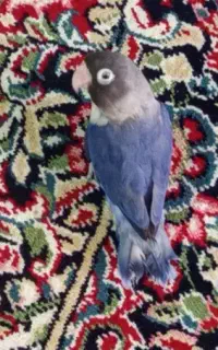 طوطی کوتوله