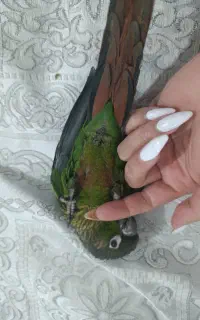 گرینجیک گمشده اطراف فاز2