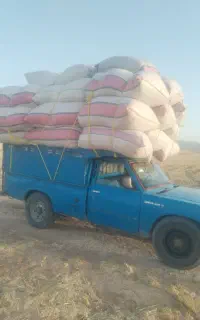 کاه دیم و هندوانه دامی