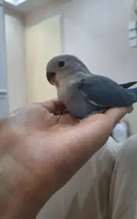یک عدد طوطی برزیلی ۵۱ روزه