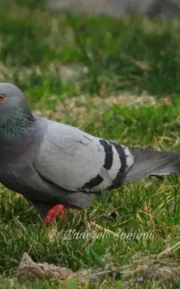 کفتر پیدا شده