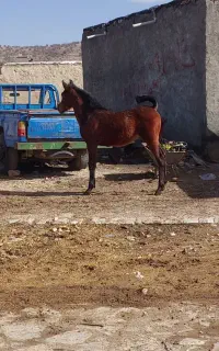 اسب
